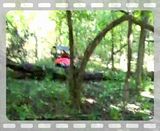 Over the Tree